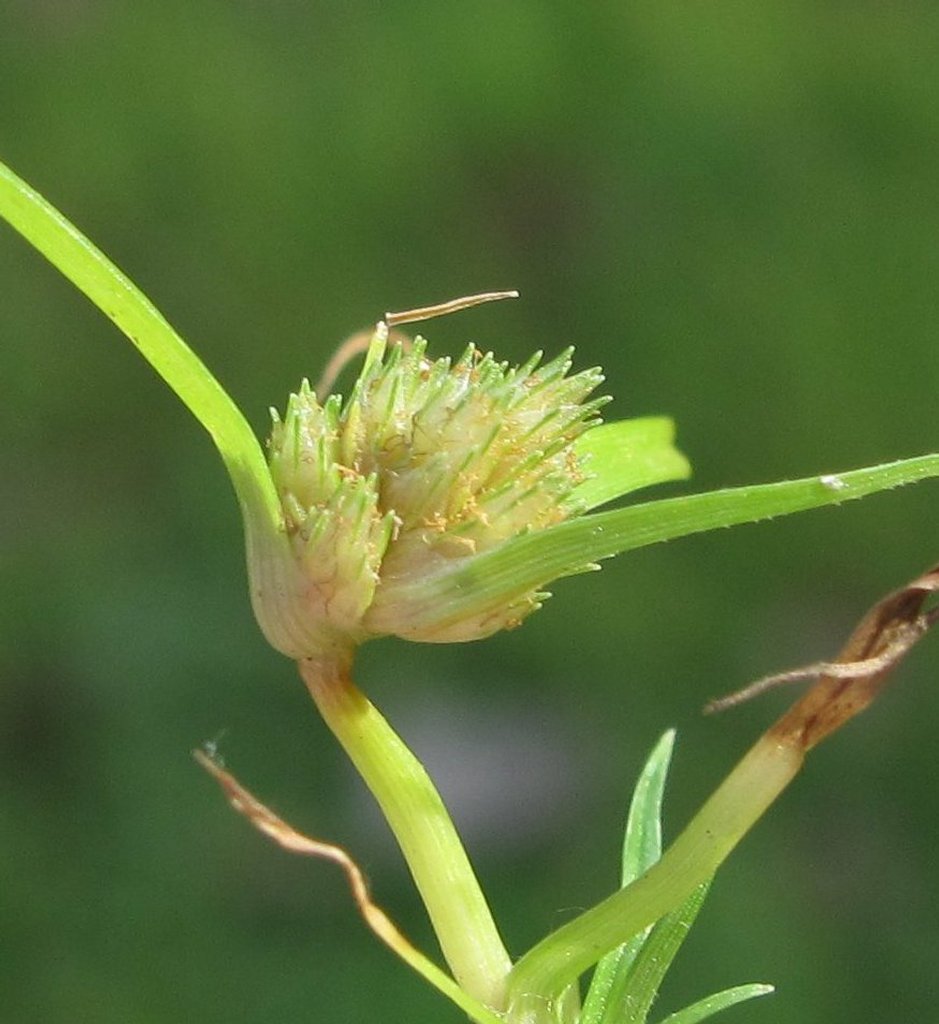 Cyperus michelianus